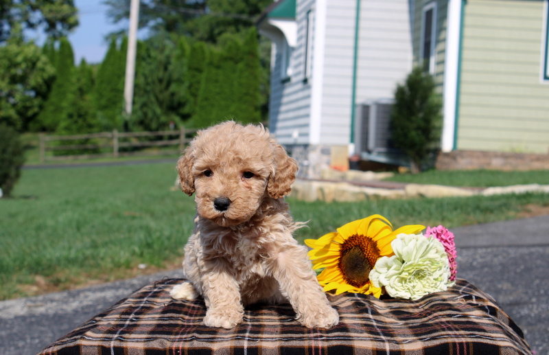 puppy, for, sale, Mini Goldendoodle F1, Matthew B. Stoltzfus, dog, breeder, Gap, PA, dog-breeder, puppy-for-sale, forsale, nearby, find, puppyfind, locator, puppylocator, aca